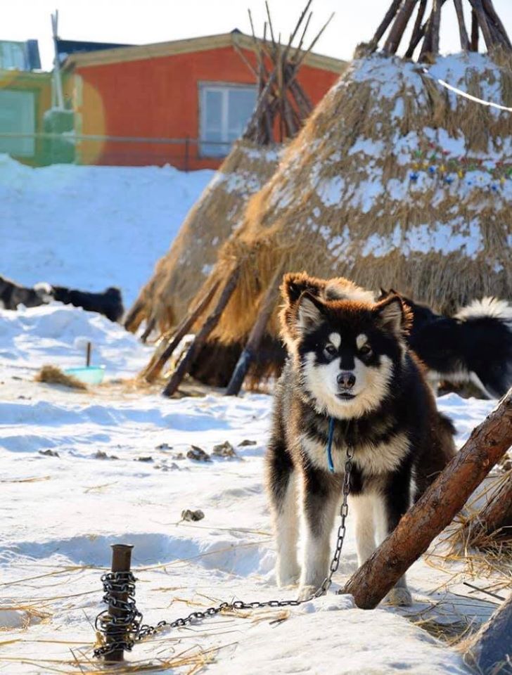 連峰の上に住む狩猟民族､オロチョン族(金さん特別編)